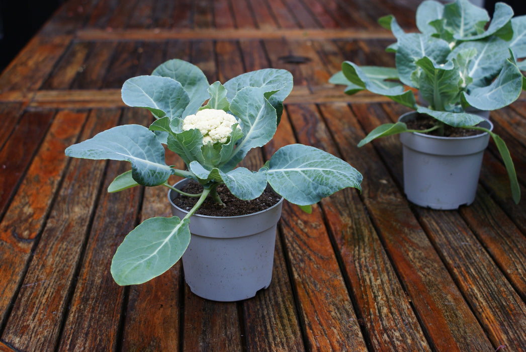 cauliflower plant in pot Baby F1 Hybrid Cauliflower (15 seeds), Container Collection — Rohrer Seeds