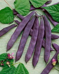 Dow Purple Podded Pole Bean (35 seeds), Container Collection