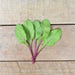 Red Ace beet greens grown from seed on an wood background.