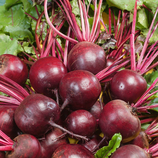 Ruby Queen Beets grown from seed in a container on a wooden crate.