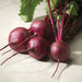 Close up of Merlin Beets grown from seed on an ivory background.