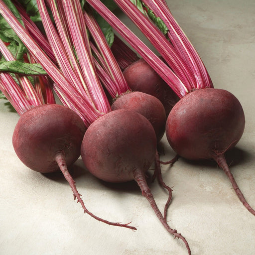 Red Ace beets grown from seed on an ivory background.