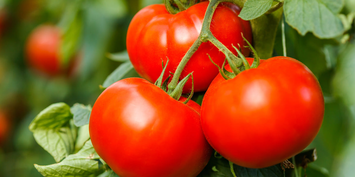 Big Beef Plus Hybrid Tomato Seeds — Rohrer Seeds