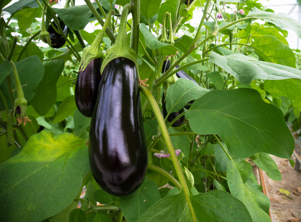 Eggplant Seeds — Rohrer Seeds