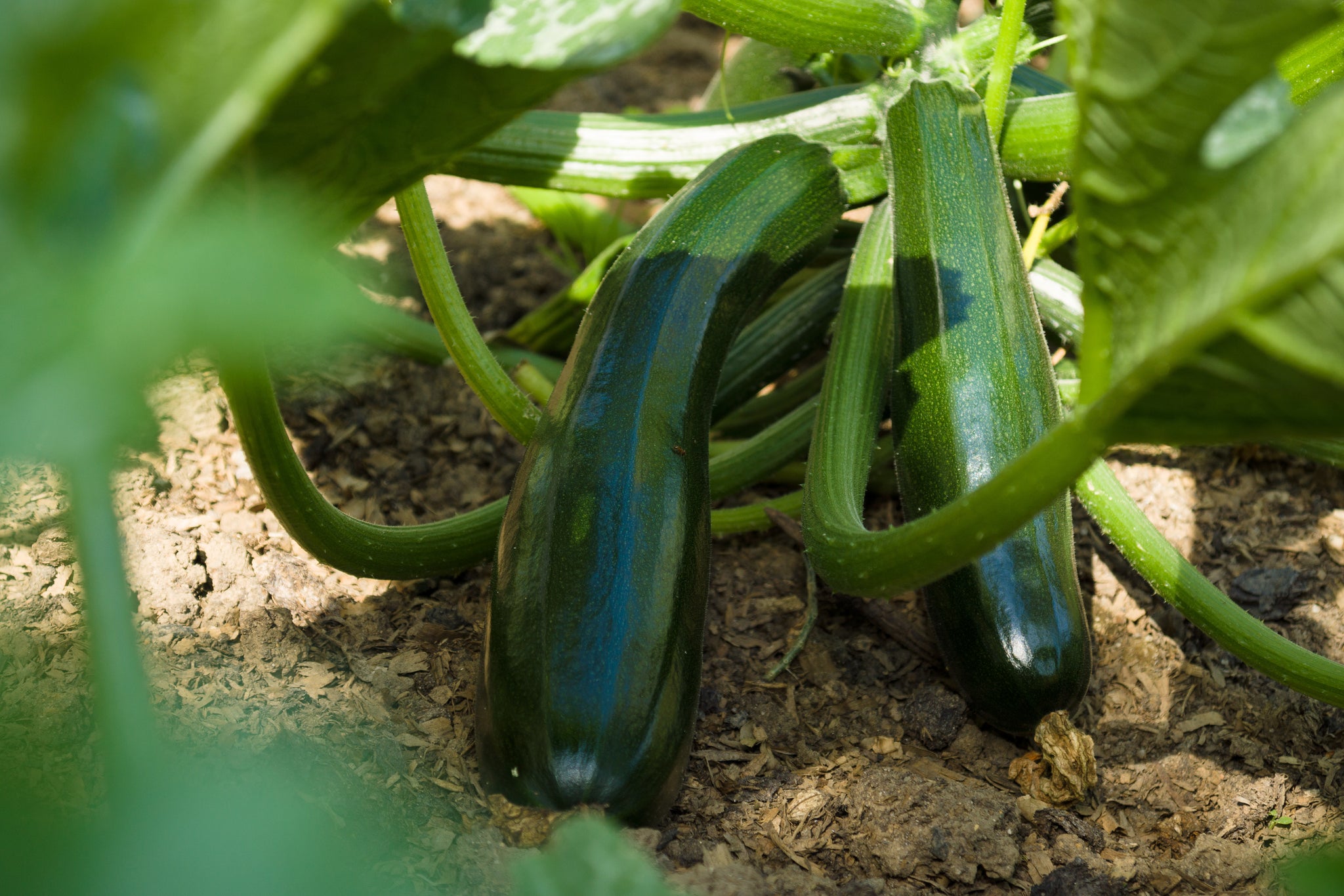 Black Beauty Zucchini Squash Seeds Rohrer Seeds