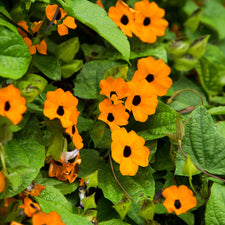 ジャケット・アウター RALEIGH BLACK EYED SUSAN VINE BICOLOR JK Black-eyed Susan Vine Seeds — Rohrer Seeds