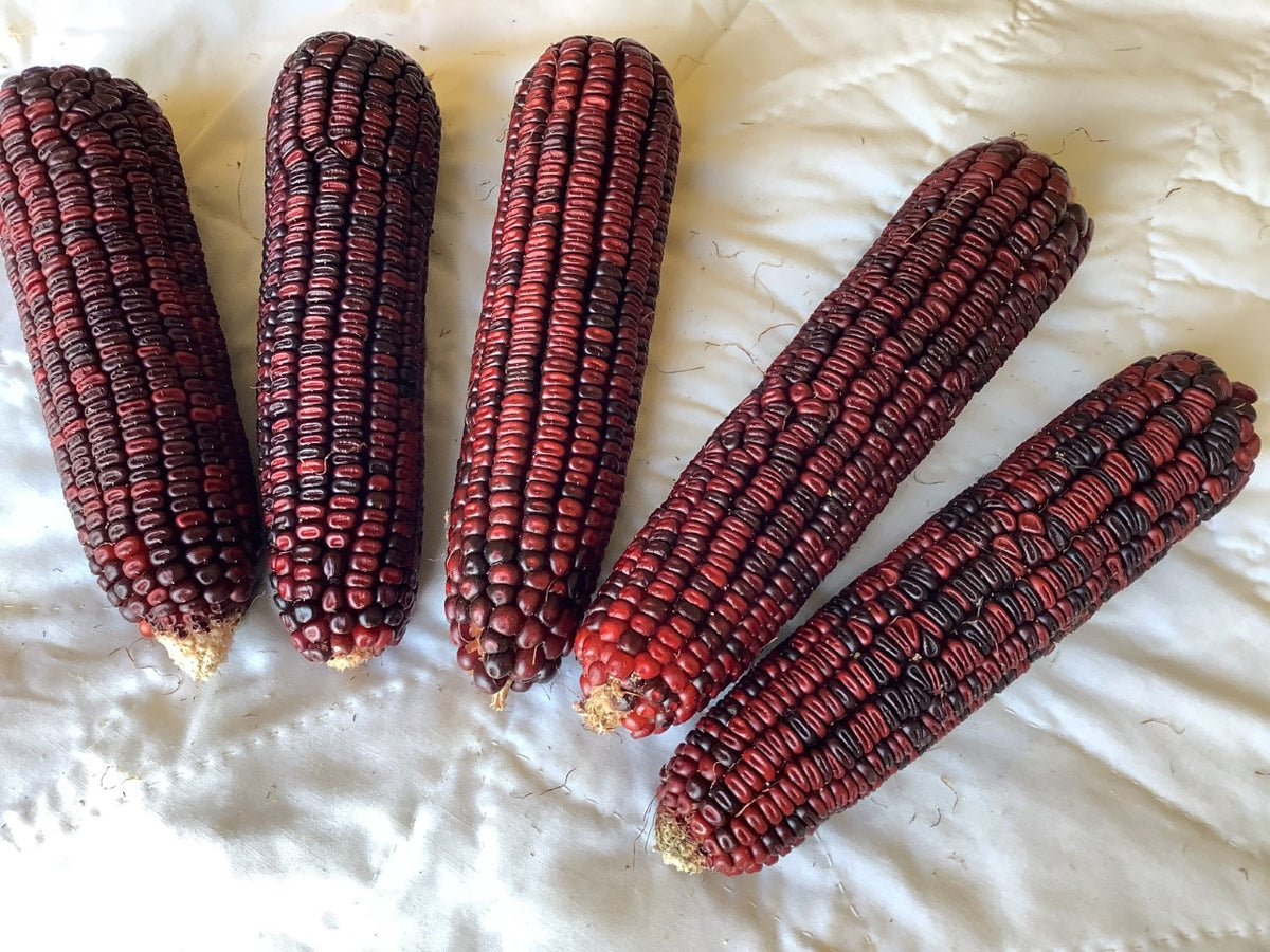 Bloody Butcher Dent Ornamental Corn Seeds