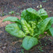 Organic Spinach Seeds - USDAWinter Giant (250 Seeds)