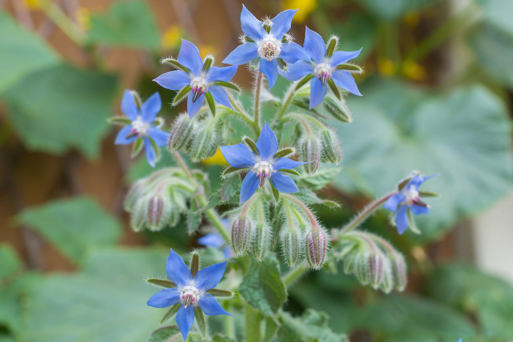 plant borage seeds Borage Seeds Borage (1/2 Oz)