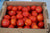Rutgers 250 Tomato