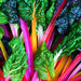 Bright Lights Swiss Chard (150 seeds), Container Collection