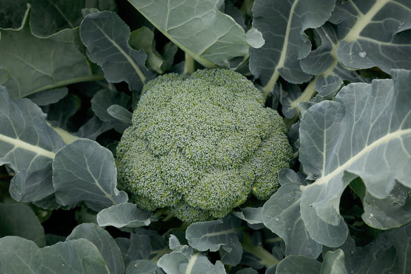 Green Magic F1 Hybrid Broccoli