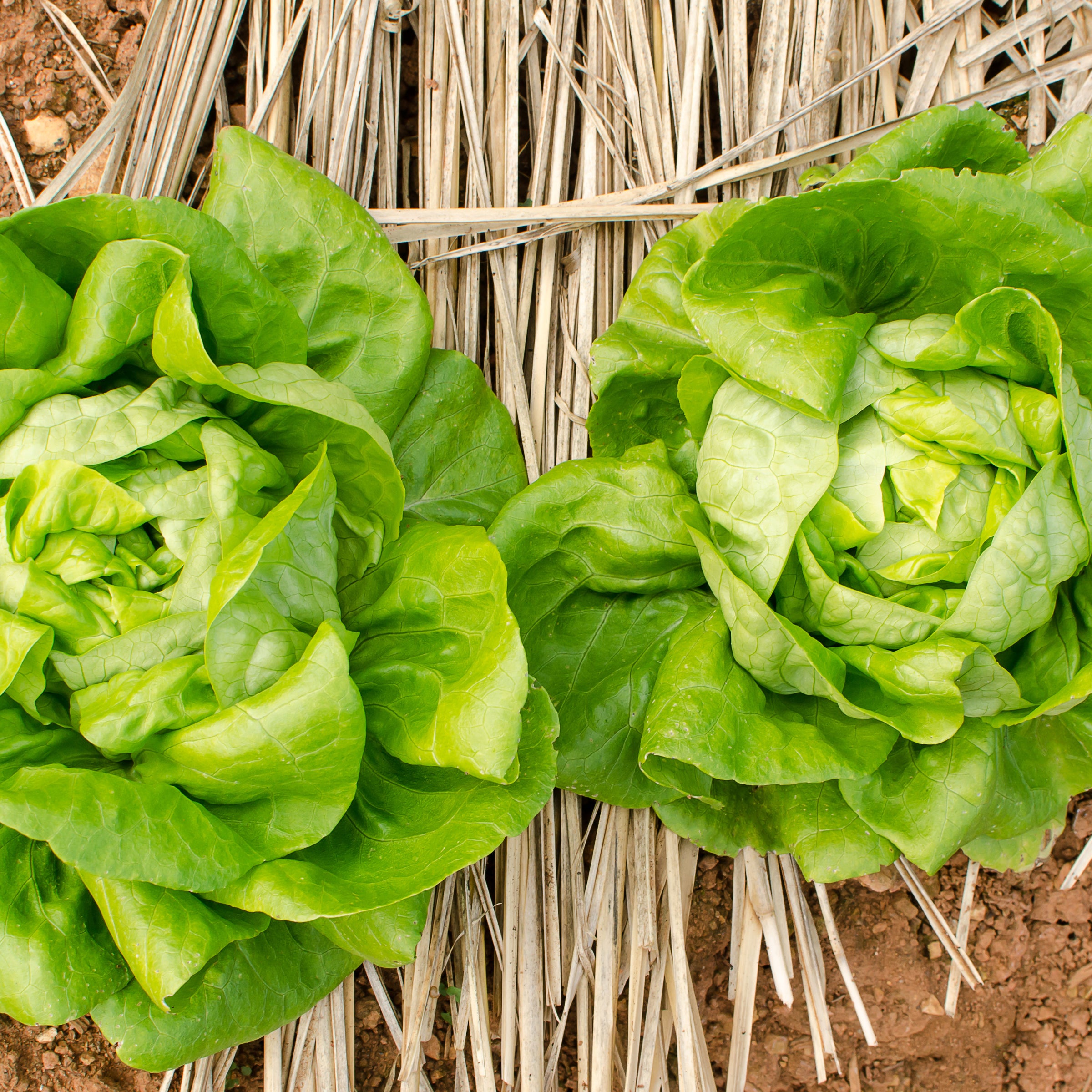 Buttercrunch Lettuce?_pos=1&_sid=394efb04e&_ss=r&variant=29382844284980