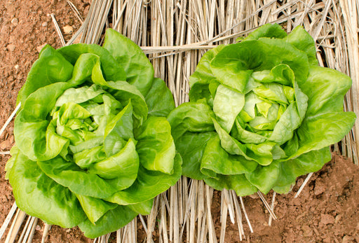 planting buttercrunch lettuce seeds Buttercrunch Lettuce Seeds — Rohrer Seeds