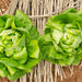 Organic Lettuce Seeds - USDA Buttercrunch (1,000 Seeds)