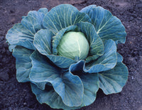 Stonehead Hybrid Cabbage Seeds