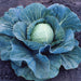 Stonehead Hybrid Cabbage Seeds
