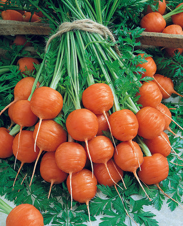 Parisian Carrot (2,000 seeds), Container Collection
