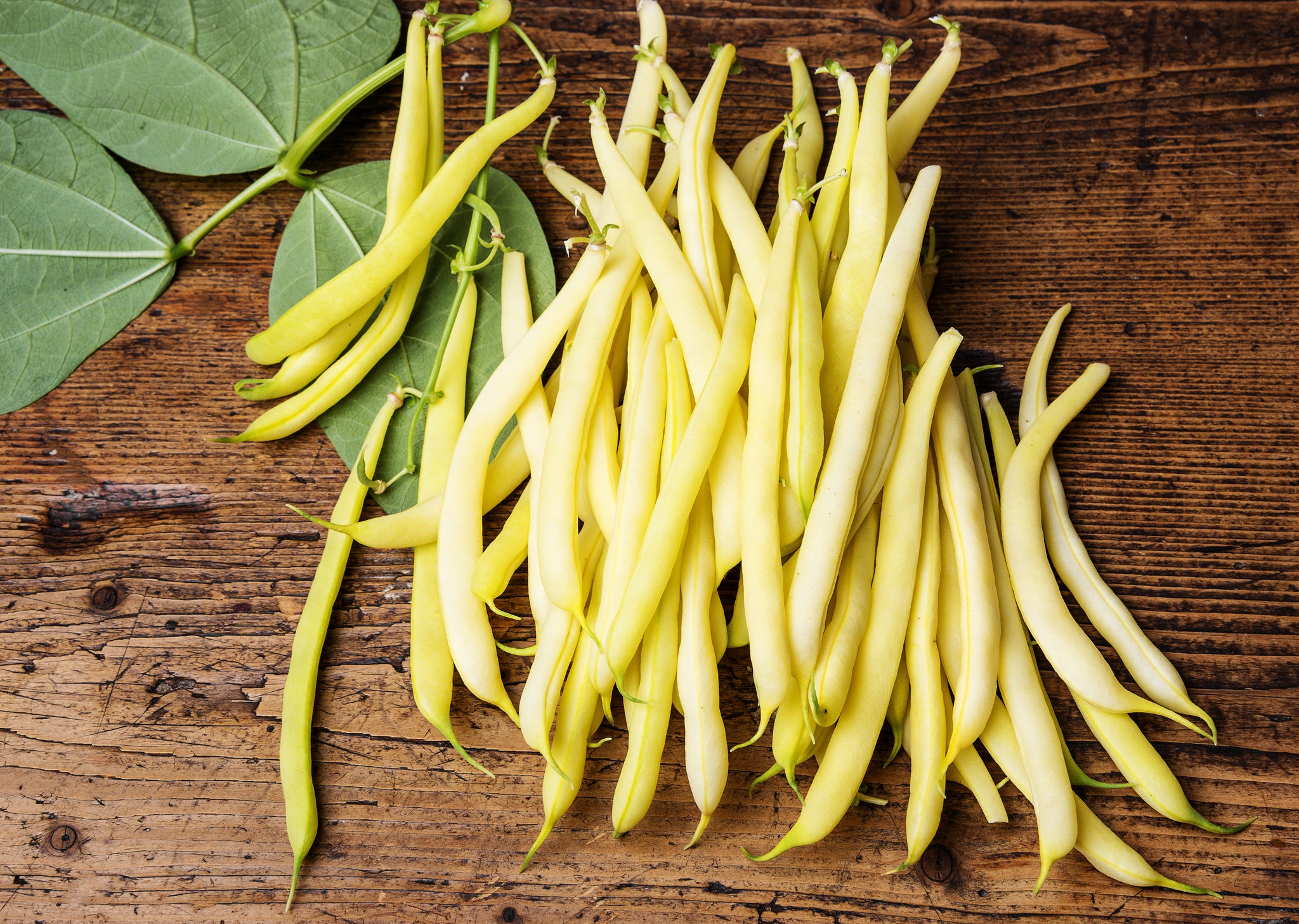 Cherokee Yellow Wax Bush Bean Rohrer Seeds