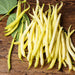 Cherokee Yellow Wax Bush Bean Seeds