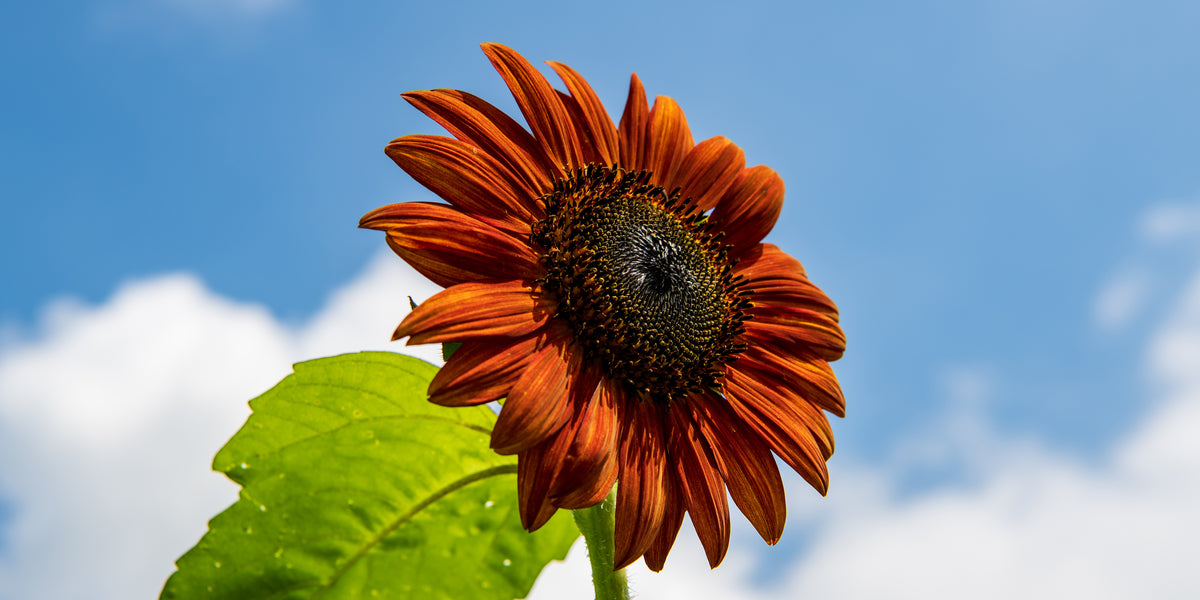 Chocolate cherry sunflower seeds rohrer seeds