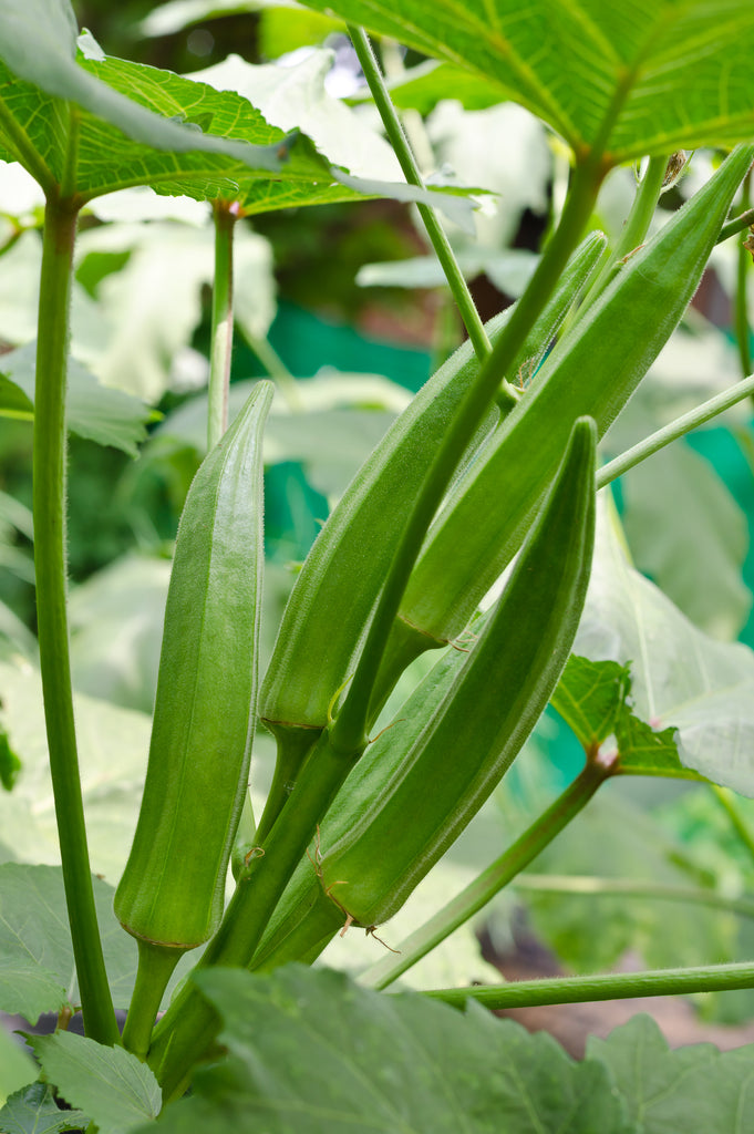Clemson Spineless Okra Seeds Clemson Spineless Okra (1/4 Lb)