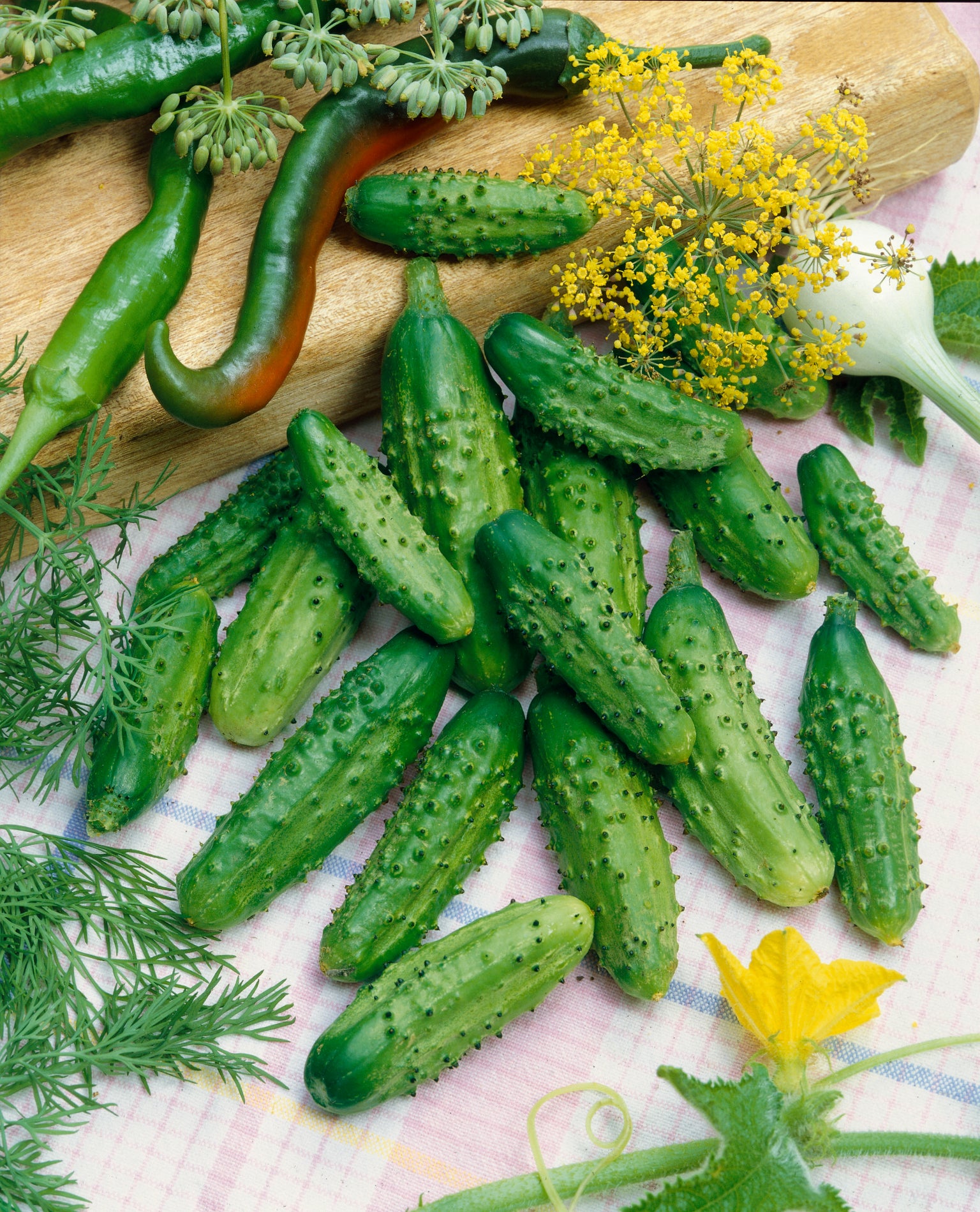 Cucumber — Rohrer Seeds