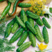 Parisian Gherkin Cucumber (25 seeds), Container Collection