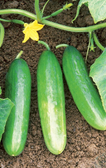 Diva Hybrid Cucumber