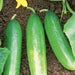 Diva Hybrid Cucumber Seeds