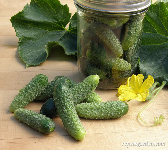 Petite Pickles Cornichon Cucumber — Rohrer Seeds