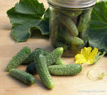 Petite Pickles Cornichon Cucumber