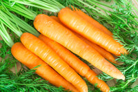 Danvers Half Long Carrot