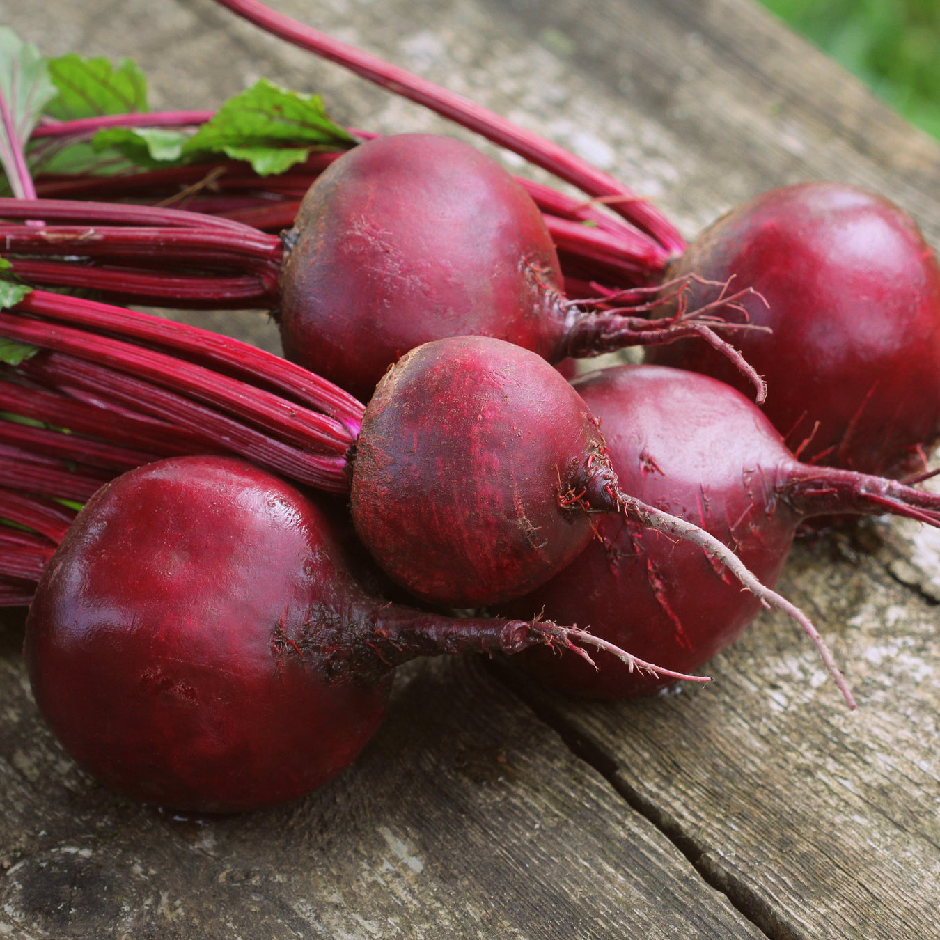 Detroit Dark Red Beets grown from seed and displayed on a wooden background outdoors.
