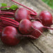 Organic Detroit Dark Red Beets grown from seed on a wooden background.