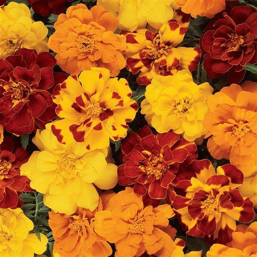 marigold seeds price Durango Outback Mix Marigold Seeds Durango Outback Mix Marigold (500 seeds)