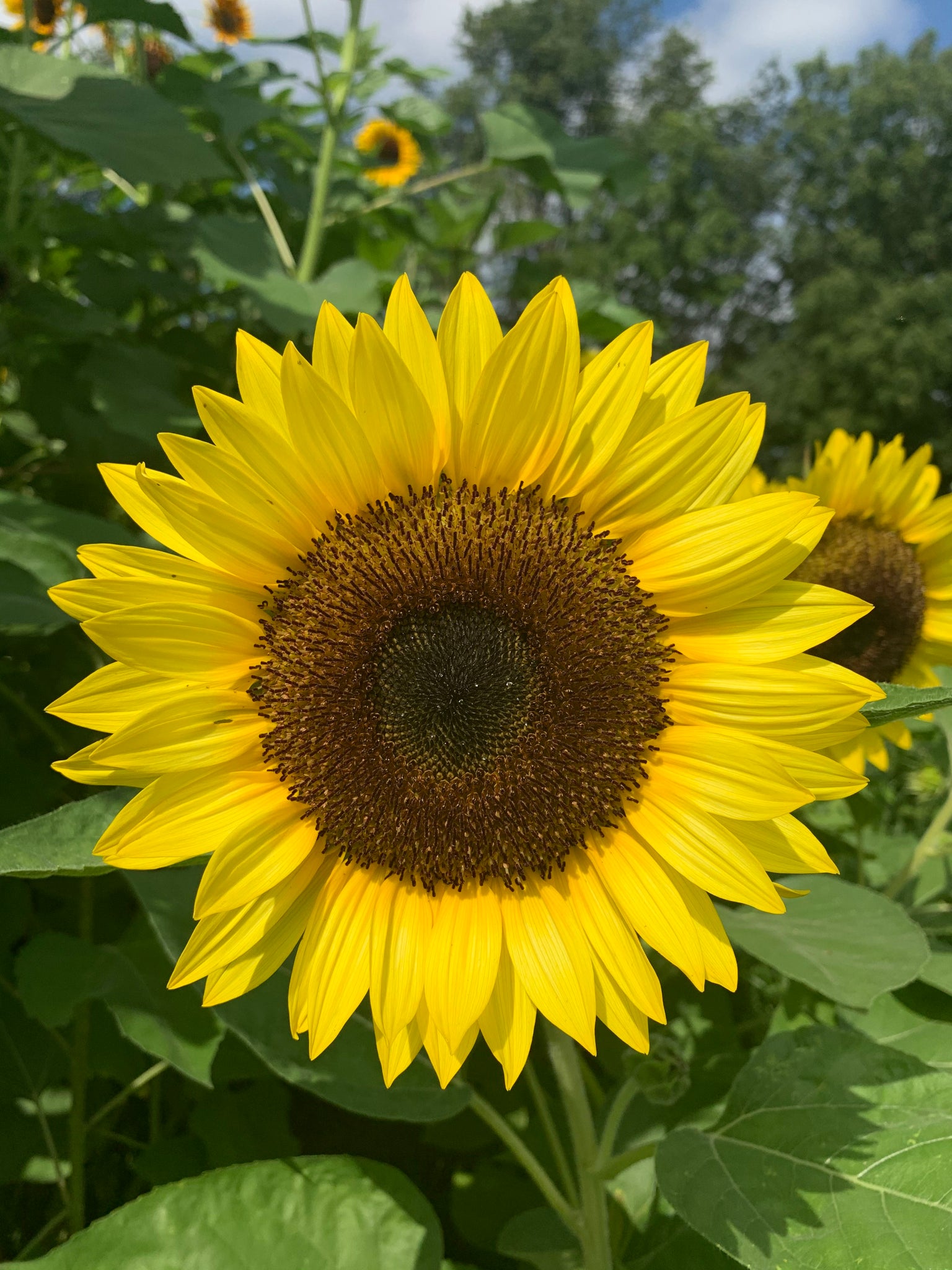 Sunflower Seeds — Rohrer Seeds