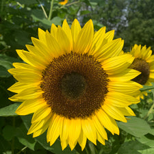 Dwarf Sunspot Sunflower Seeds — Rohrer Seeds