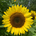 Dwarf Sunspot Sunflower Seeds