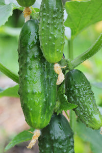 Early Green Cluster Cucumber