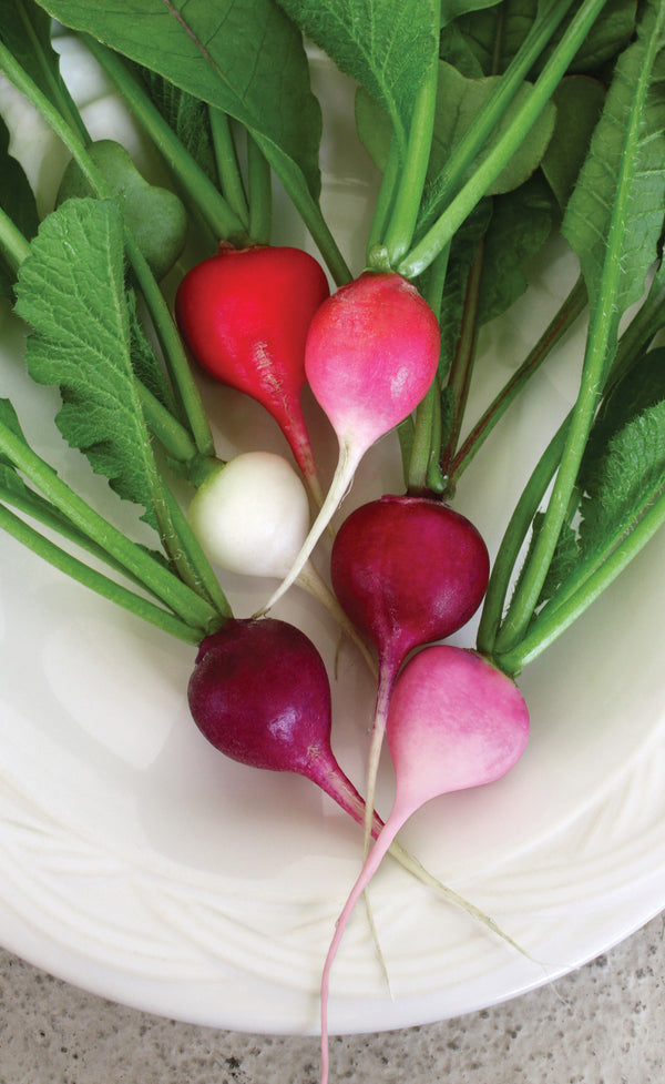Easter Egg II Radish (250 seeds), Container Collection