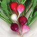 Easter Egg II Radish (250 seeds), Container Collection