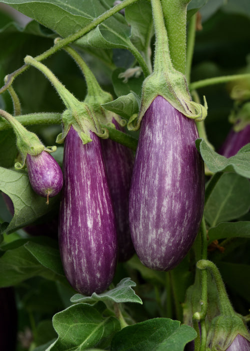 Fairy Tale Eggplant Seeds (Pkt)