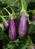 Fairy Tale Eggplant (Pkt)