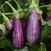 Fairy Tale Eggplant Seeds (Pkt)