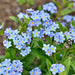 Forget-Me-Not Seeds