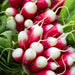 Organic Radish Seeds - USDA French Breakfast (250 Seeds)