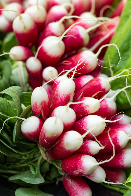 radishです。 German Giant Radish Seeds – Heirloom Untreated NON-GMO From Canada