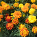 French Dwarf Mixed Marigold Seeds