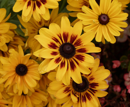 Daisy Seeds — Rohrer Seeds